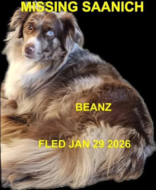 HAPPY ENDINGS - SAANICH BC. / BEANZ / JAN. 29, 2026