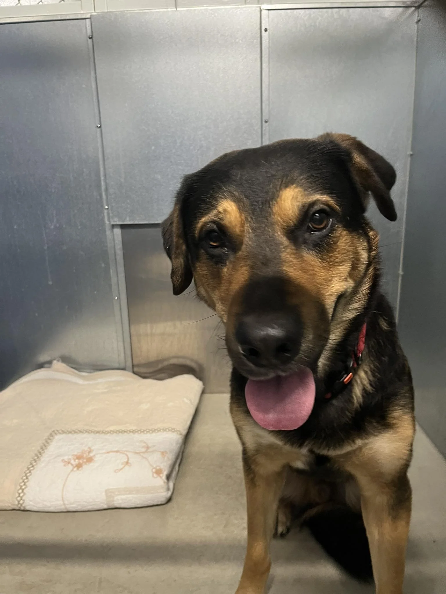 GONE TO SHELTER - GONE HOME - NANAIMO BC. / JAN. 28, 2026