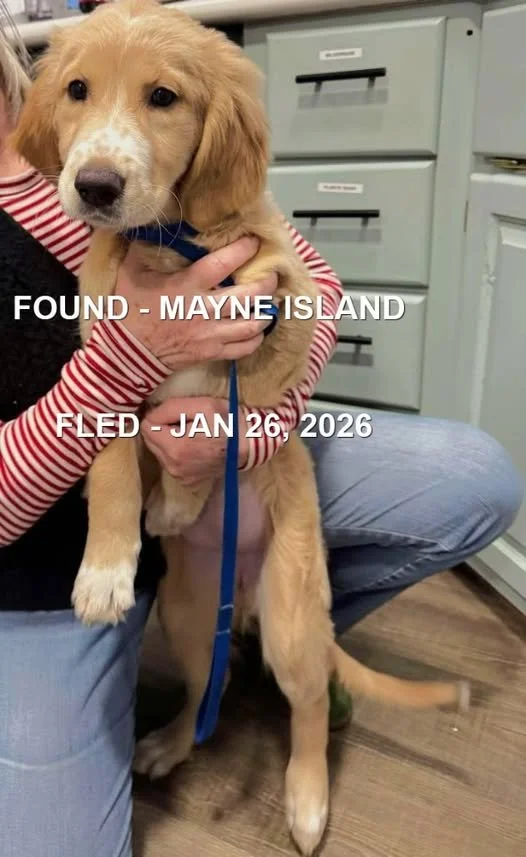HAPPY ENDINGS - MAYNE ISLAND BC. / JAN. 23, 2026
