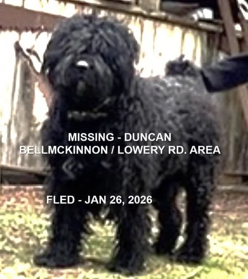 CAME HOME ON HER OWN - DUNCAN BC. / MOLLY / JAN. 24, 2026