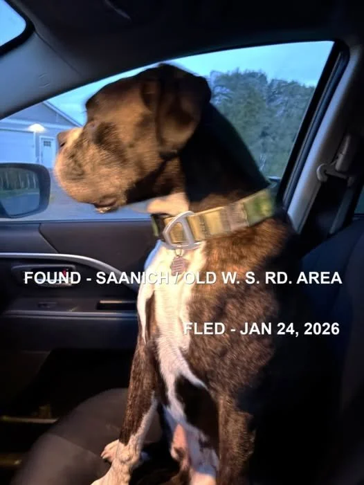 GONE TO SHELTER - GONE HOME - SAANICH BC. / JAN. 24, 2026