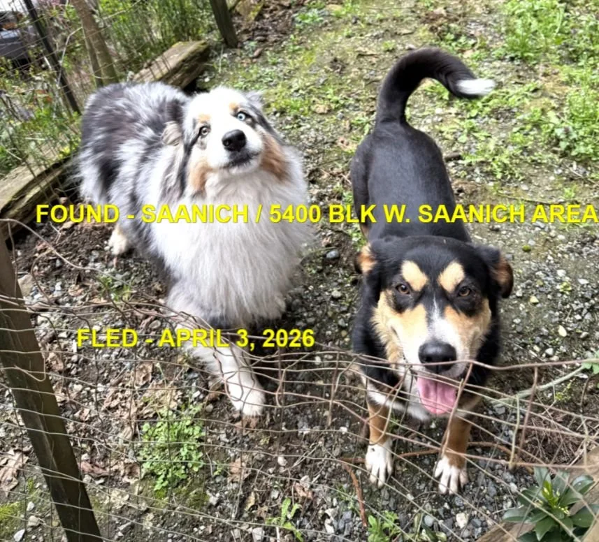 HAPPY ENDINGS - SAANICH BC. / APRIL 3, 2026