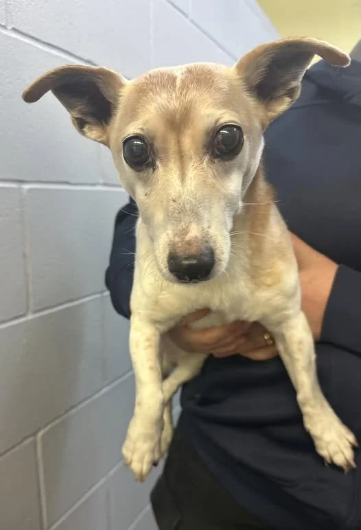 GONE TO SHELTER - GONE HOME - N. COWICHAN BC. / MARCH 30, 2026