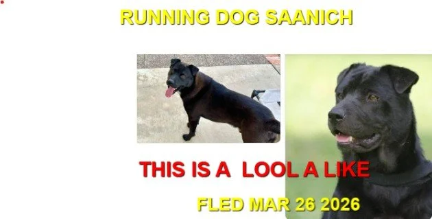 HAPPY ENDINGS - SAANICH BC. / MARCH 26, 2026