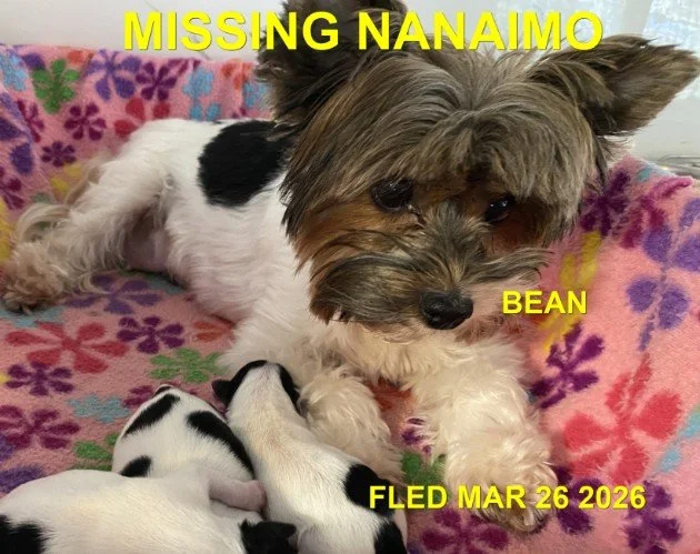 HAPPY ENDINGS - NANAIMO BC. / BEAN / MARCH 26, 2026