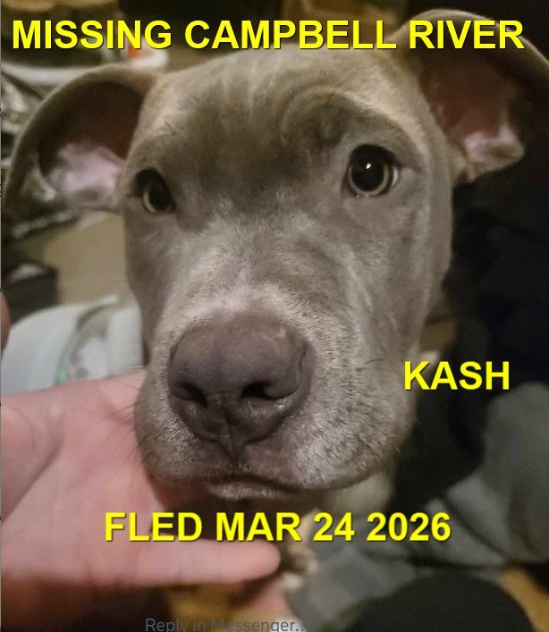 HAPPY ENDINGS - CAMPBELL RIVER BC. / KASH / MARCH 23, 2026