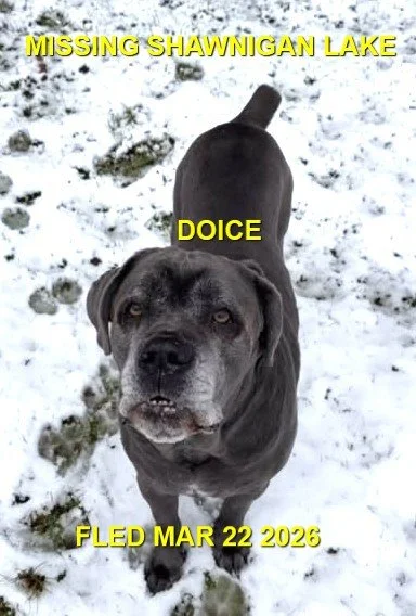 HAPPY ENDINGS - SHAWNIGAN LAKE BC. / DOLCE / MARCH 22, 2026