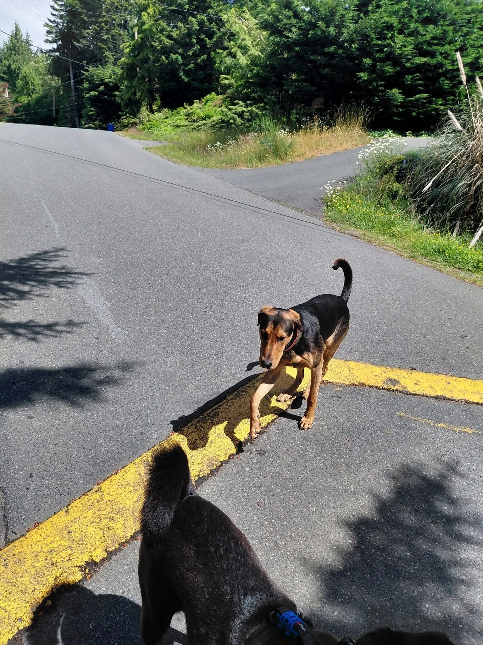 HAPPY ENDINGS - SOOKE BC. / JUNE 10, 2026