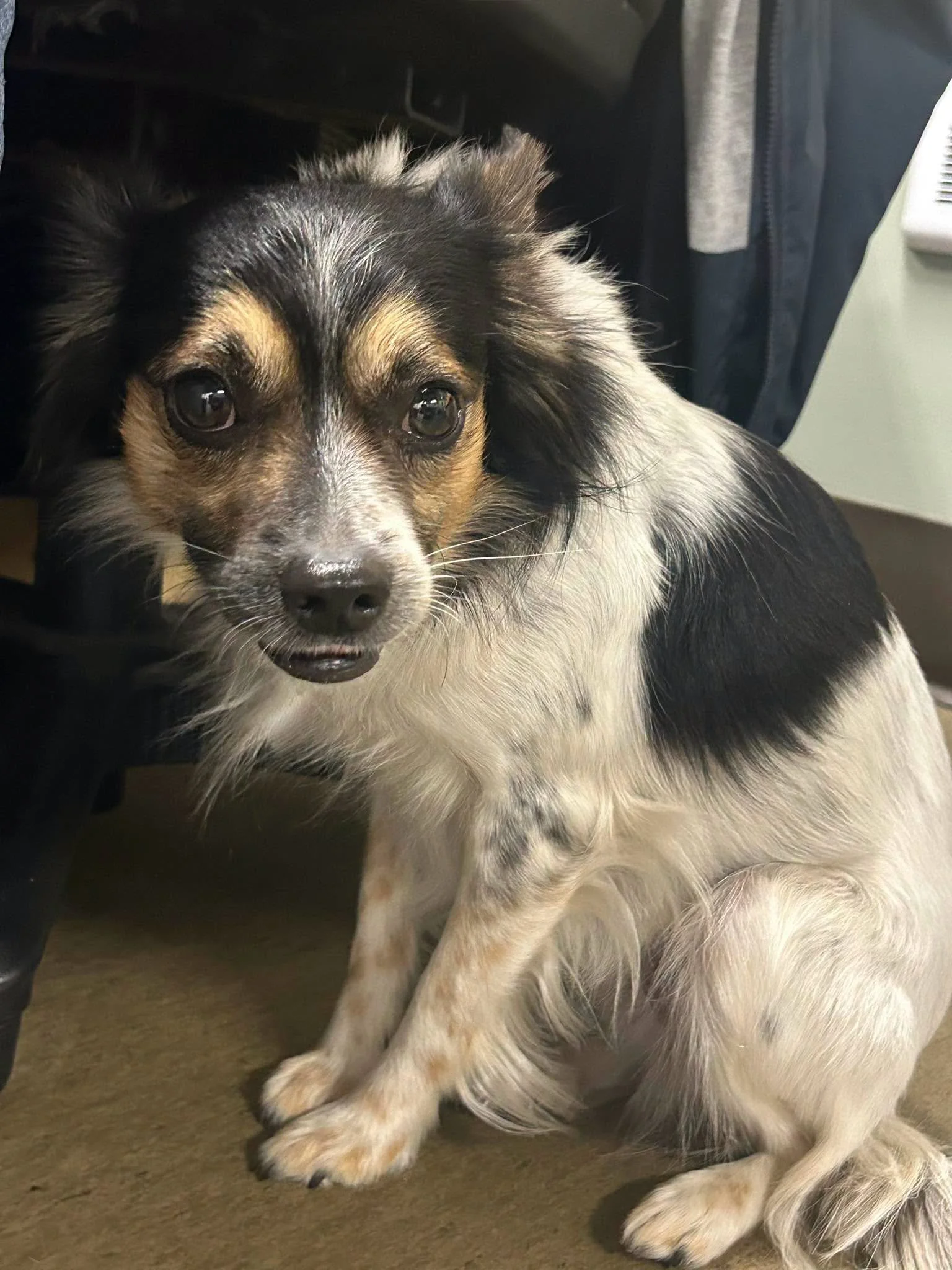 GONE TO SHELTER  / GONE HOME - NANAIMO BC. / JUNE 10, 2026