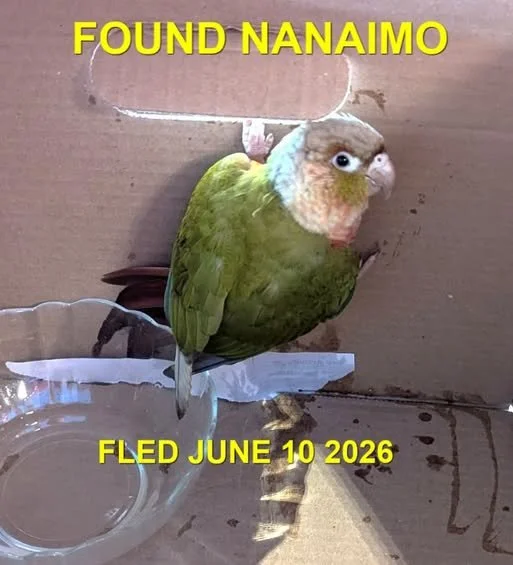 HAPPY ENDINGS - NANAIMO BC. / PARROT / 