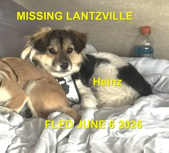 HAPPY ENDINGS - LANTZVILLE BC. / HEINZ / JUNE 6, 2026