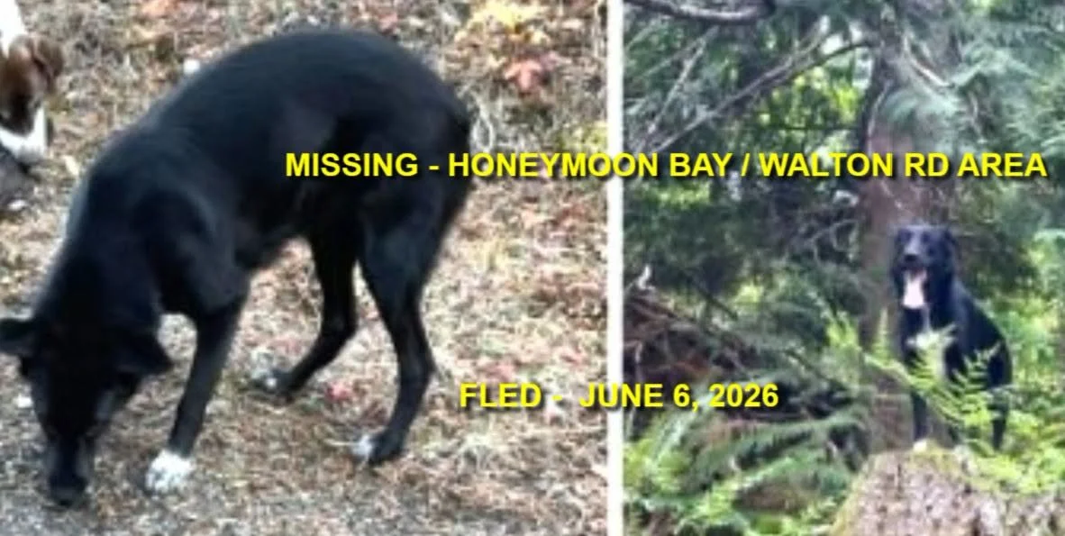 HAPPY ENDINGS - HONEYMOON BAY BC. / WILLOW / JUNE 6, 2026
