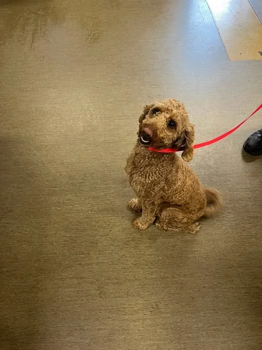 GONE TO SHELTER /GONE HOME - NANAIMO BC. / JUNE 6, 2026