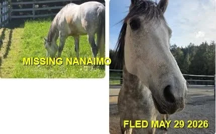 HAPPY ENDINGS - NANAIMO BC / HORSE CASSIDY / MAY 29, 2026