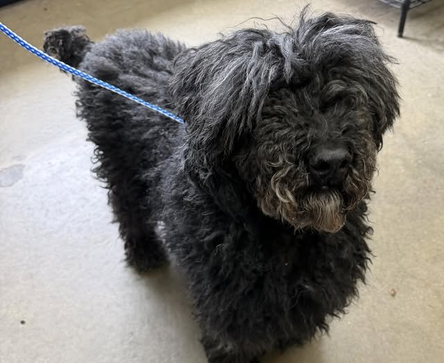 TRANSFERRED TO RESCUE - DUNCAN BC. / MAY 29, 2026