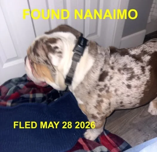 GONE TO SHELTER - NANAIMO BC. / MAY 27, 2026