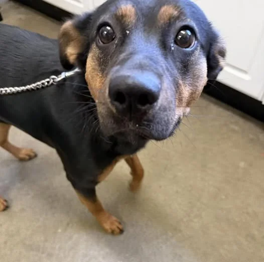 GONE TO SHELTER - DUNCAN BC. / MAY 27, 2026