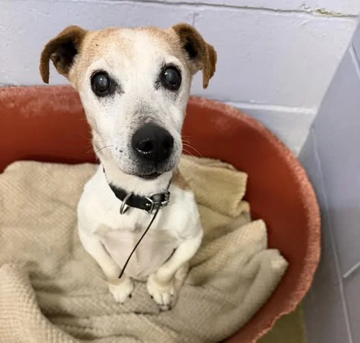 GONE TO SHELTER / GONE HOME - DUNCAN BC. / MAY 26, 2026