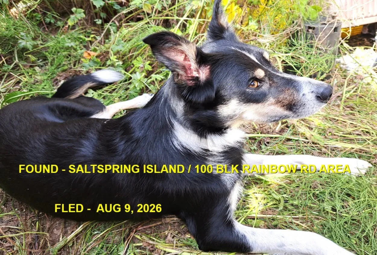 HAPPY ENDINGS - SALTSPRING ISLAND BC. / AUG. 9, 2026