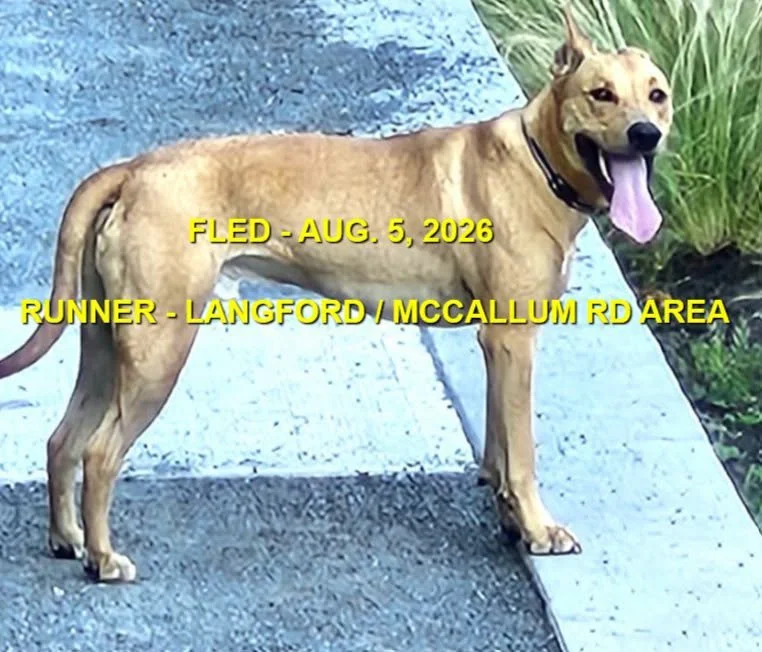 GONE TO SHELTER / GONE HOME - LANGFORD BC. / AUG. 5, 2026