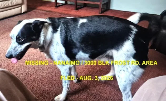 HAPPY ENDINGS -NANAIMO BC. / COOPER / AUG. 2, 2026