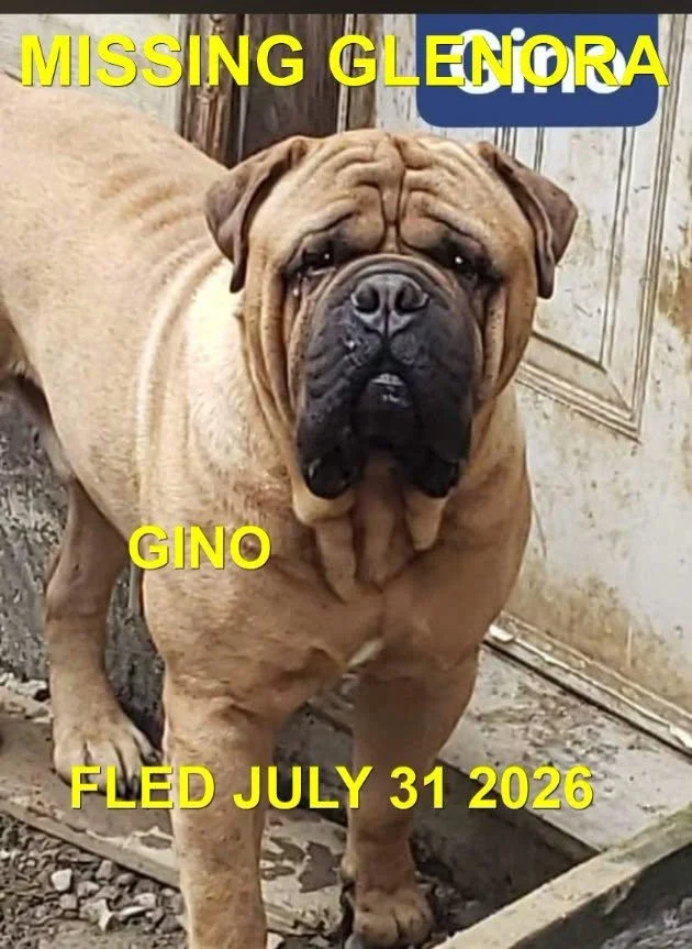 HAPPY ENDINGS - WENT HOME ON HIS OWN - DUNCAN BC. / GINO / JULY 31, 2026