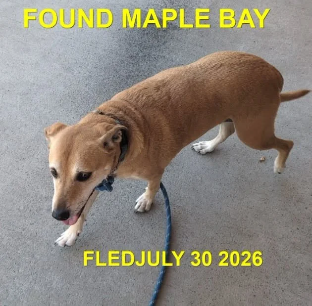 HAPPY ENDINGS - MAPLE BAY BC. / JULY 30, 2026