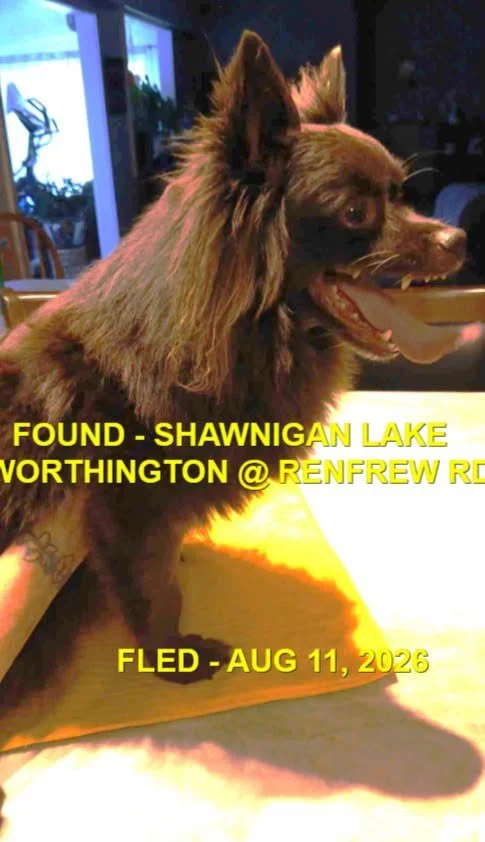 HAPPY ENDINGS - SHAWNIGAN LAKE BC. / MOJO / AUG. 11, 2026