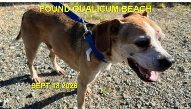 HAPPY ENDINGS - QUALICUM BEACH BC. / SEPT. 18, 2026