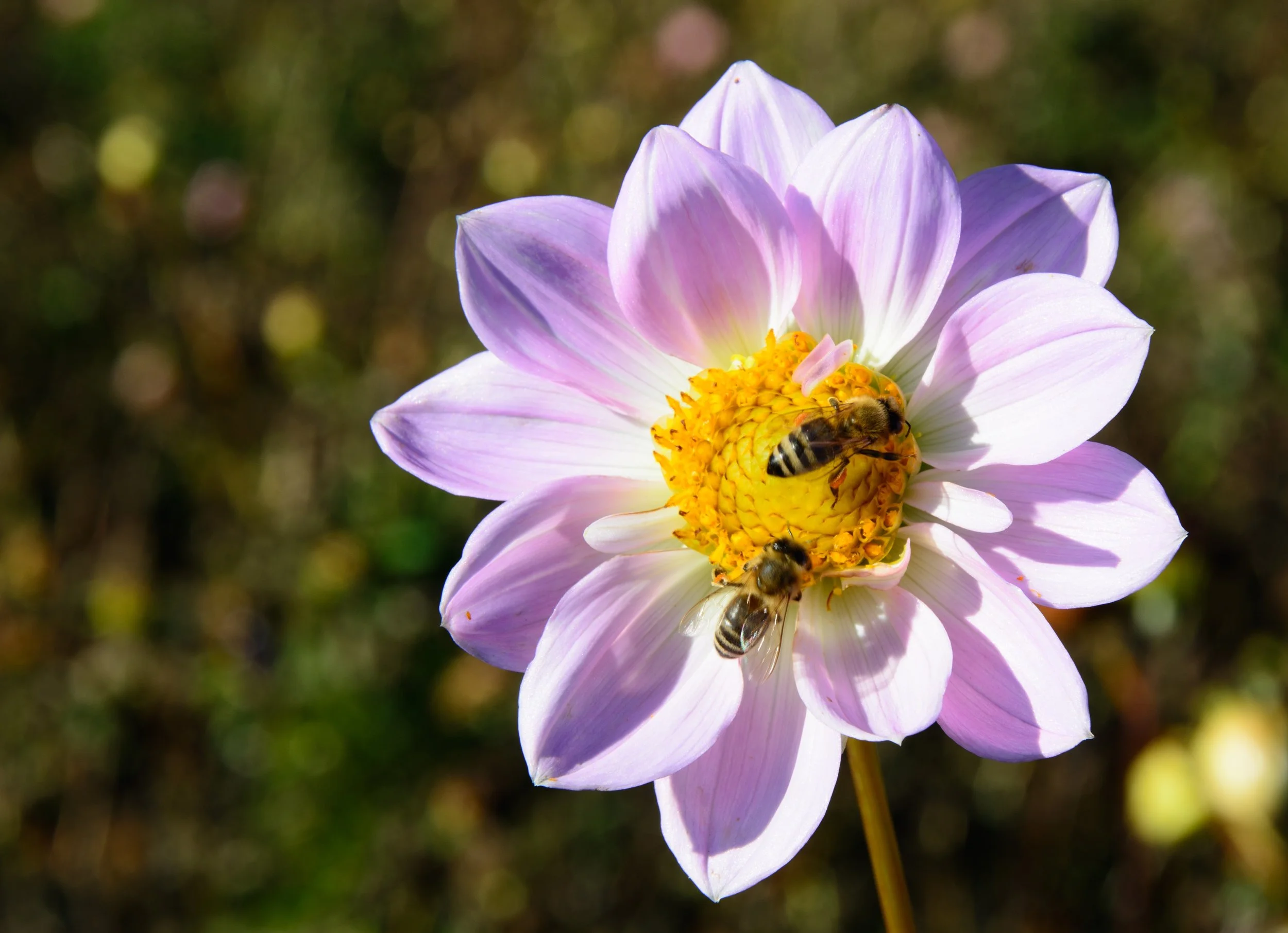dahlia-flower-blossom-bloom-46534.jpeg