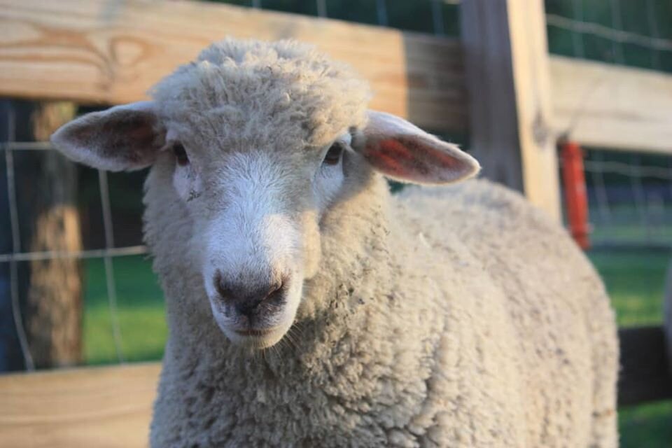 Golden Bee Farm Oxford Michigan Pasture Raised Sheep Corriedale Wool Yarn.jpg