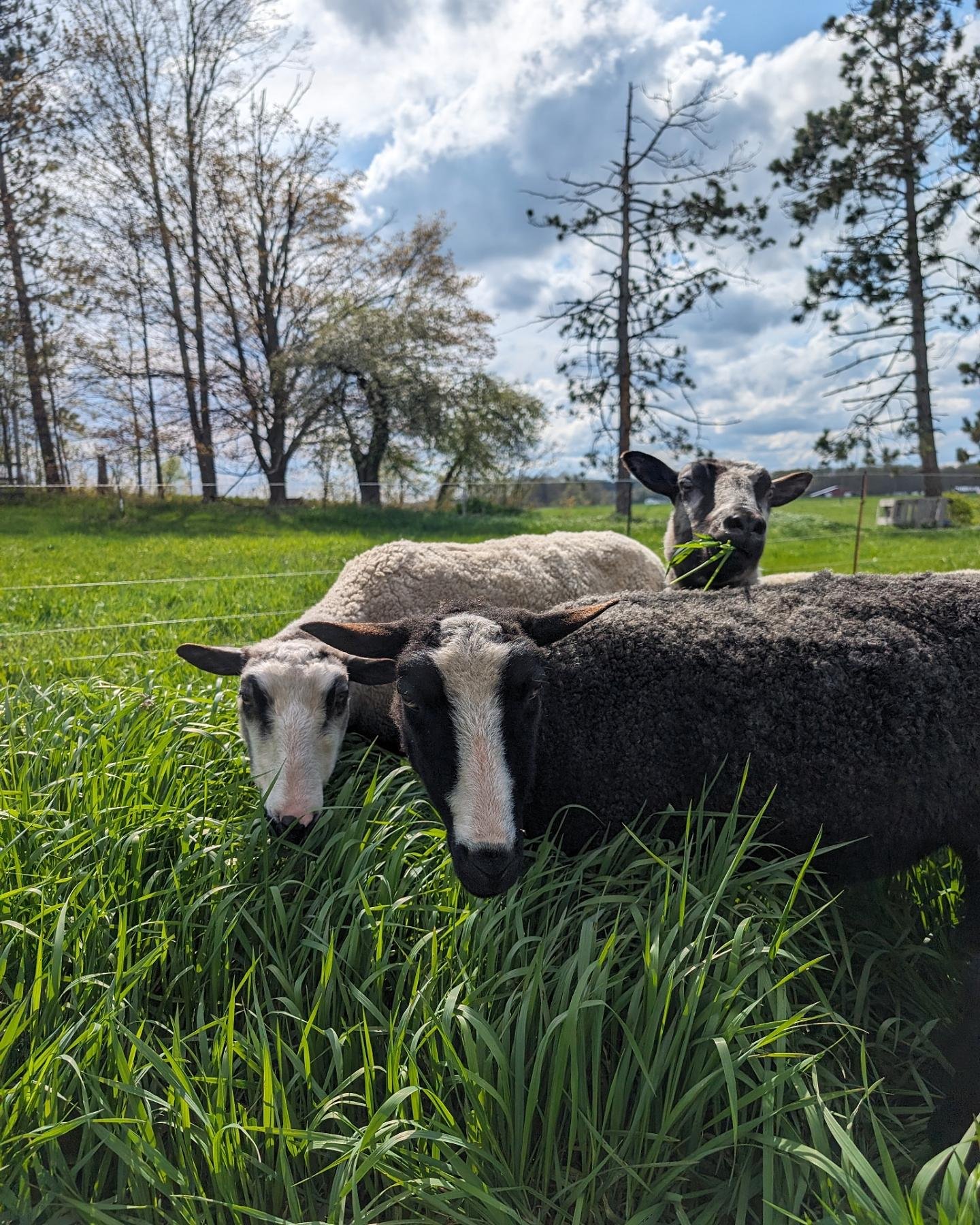 The flock is enjoying the yard this weekend since the grass is growing so quickly. Hey, it's all pasture if there's a fence around it, right? They get fed and we don't have to mow!