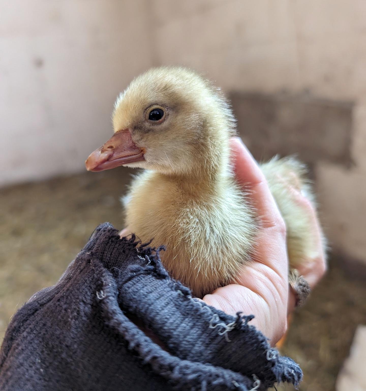 Baby Goslings Hatched! 
After impatiently waiting for what seemed like years, the three headed goose (Lady Goose and the Two Camillas) hatched out two little goslings. Mamas are doing really well with them and are so sweet to watch. We're clearly in 