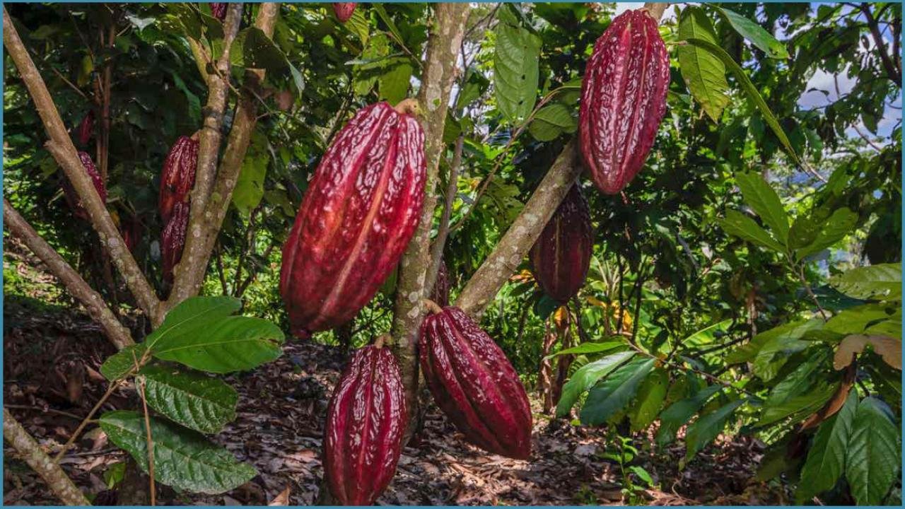 0240.3aaa border color Deforestation Free Global Cocoa Supply Chain cropped.jpg