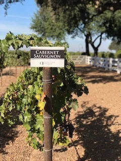 wine tasting in lodi california .jpg