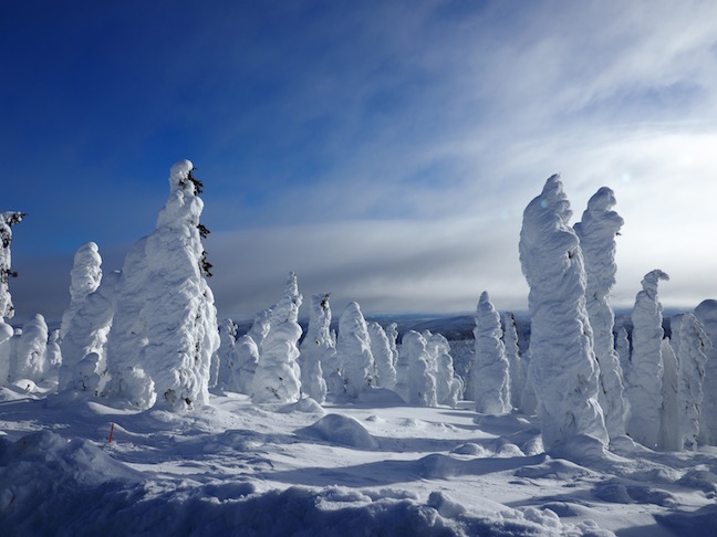 borealus forest in winter .jpg
