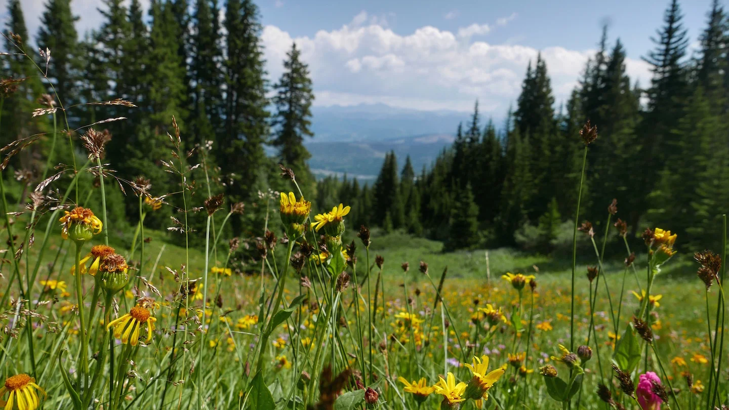 wildflowers in the rockies.jpg