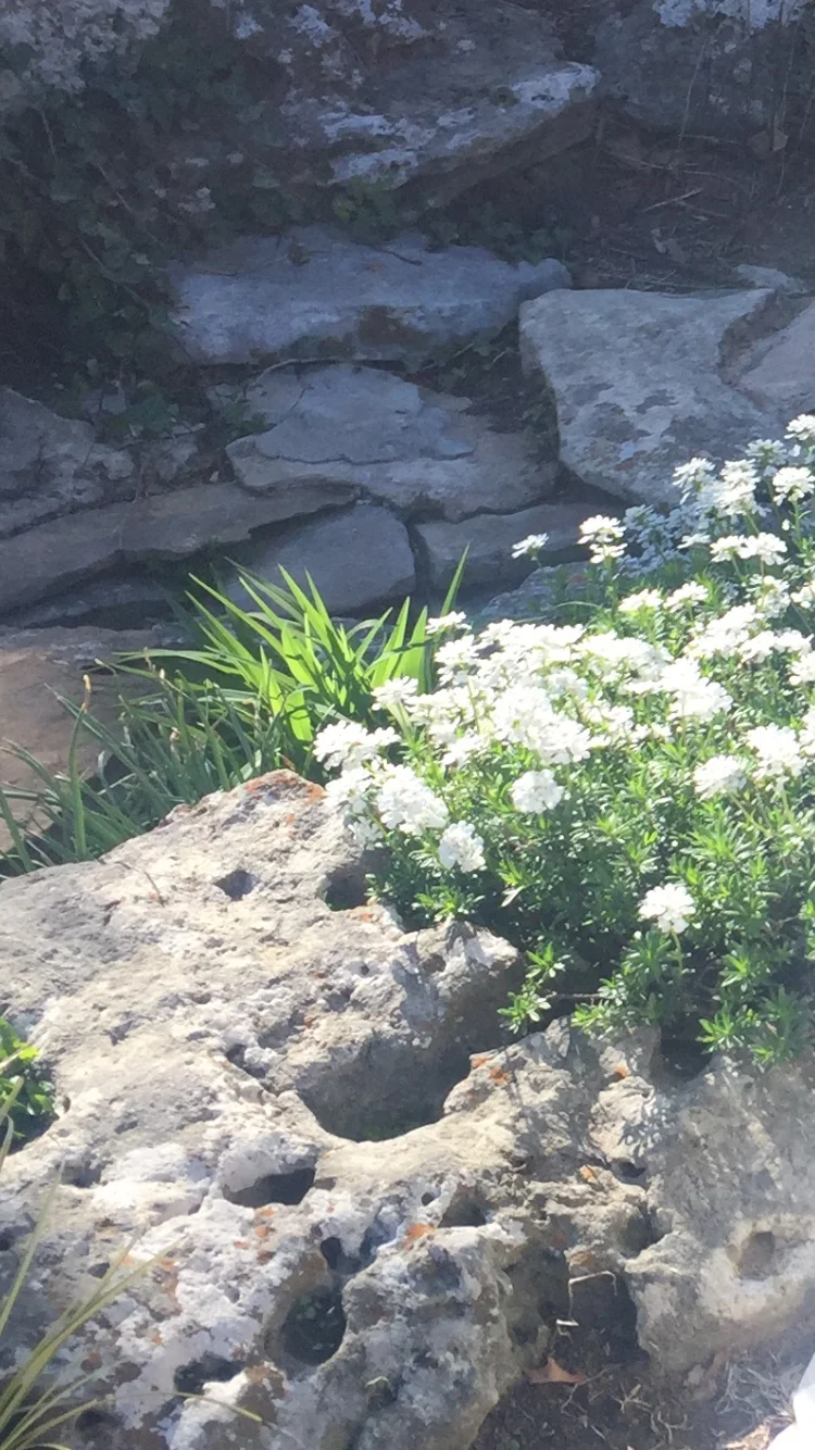 Journey with Jen: Rooted