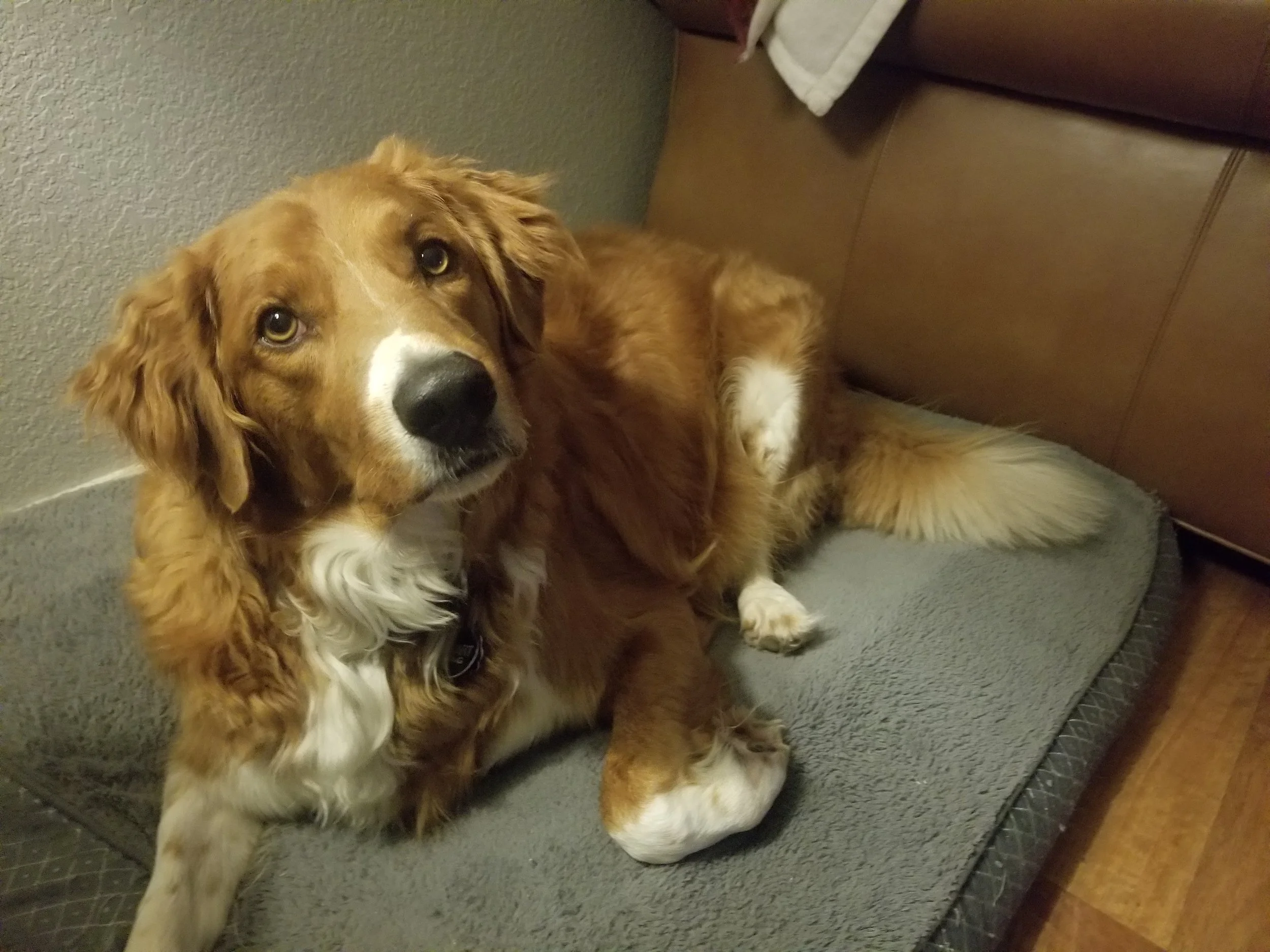 Gayle's Puppy 20180710_214220.jpg
