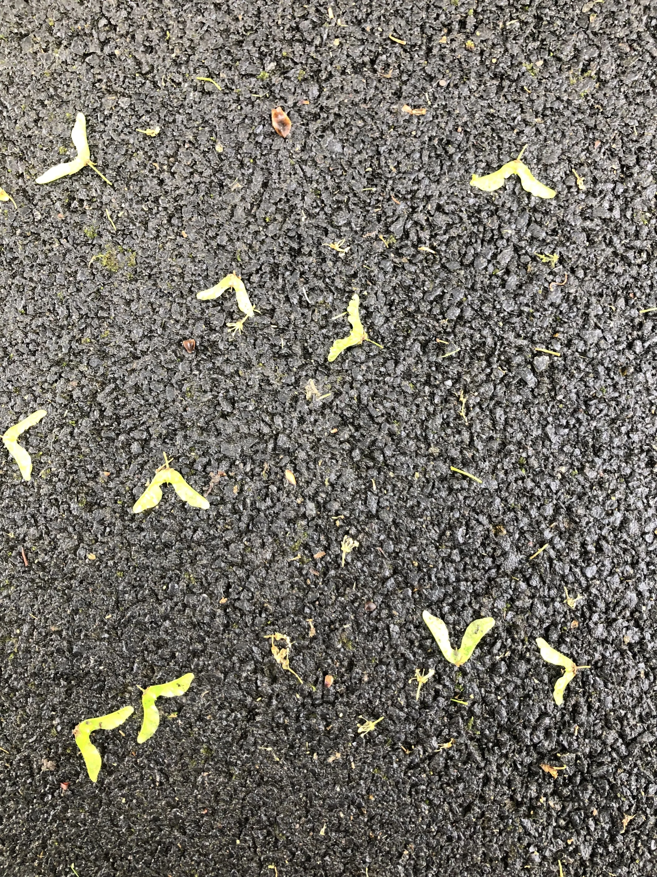 What happens when a colleague calls you out on your whiteness - again? 