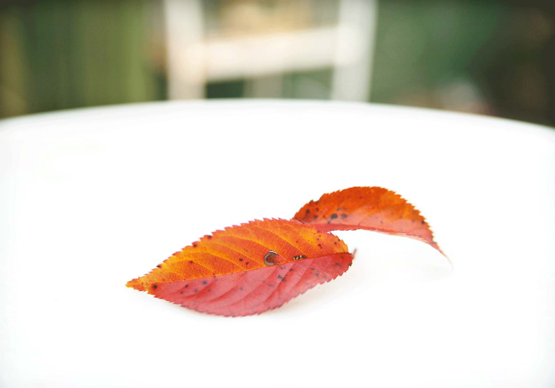 Leaves on White Table Top