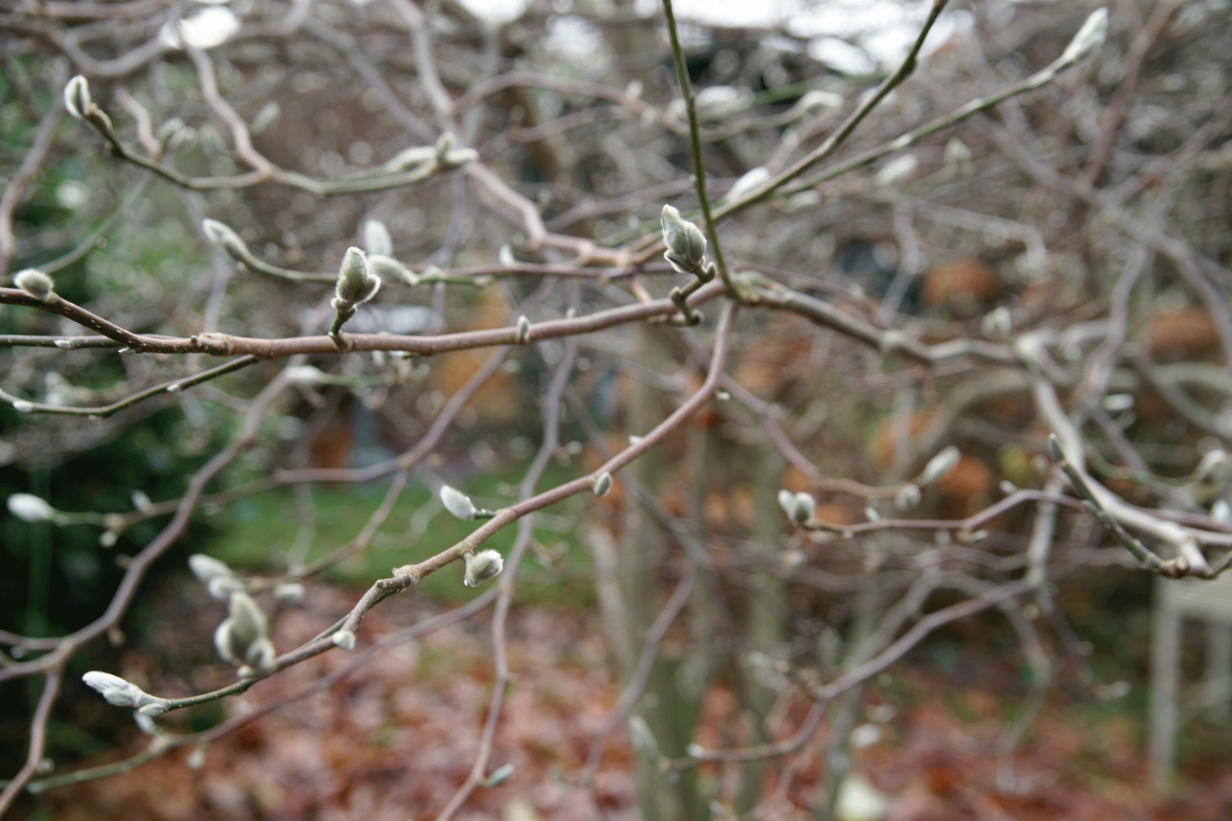 Shed Through Magnolia Branches and dead Leaves