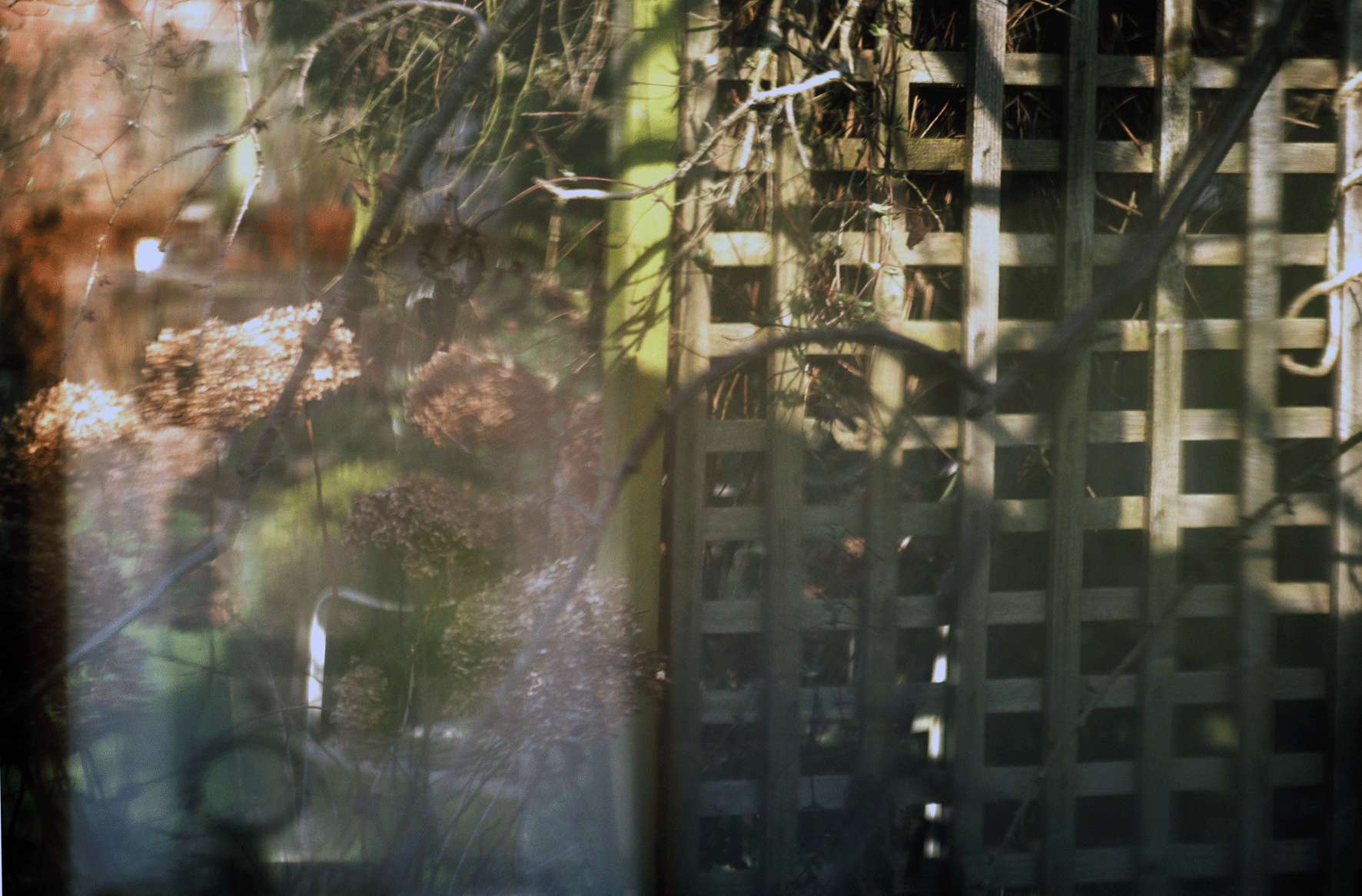 Reflections in Shed Window