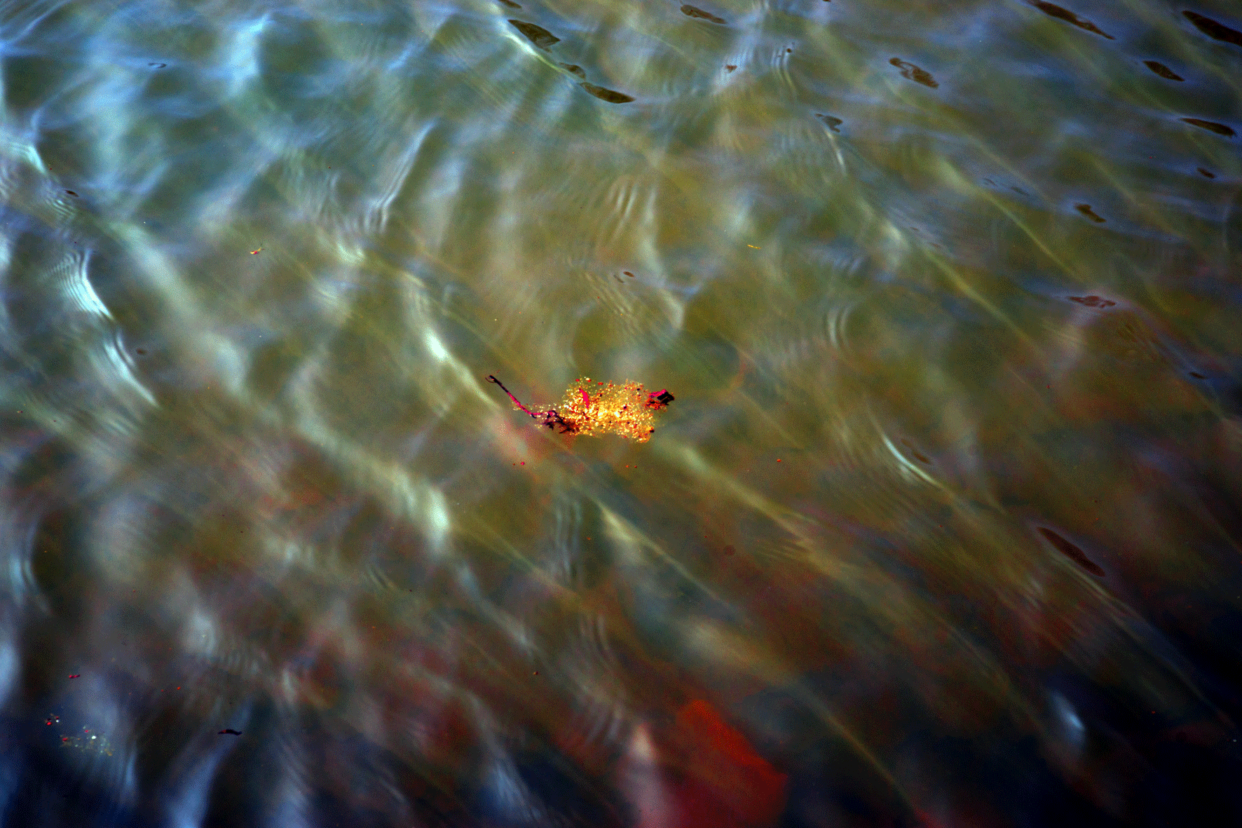 Boating Lake and Floating Plant, Northstead Manor Gardens, North Bay