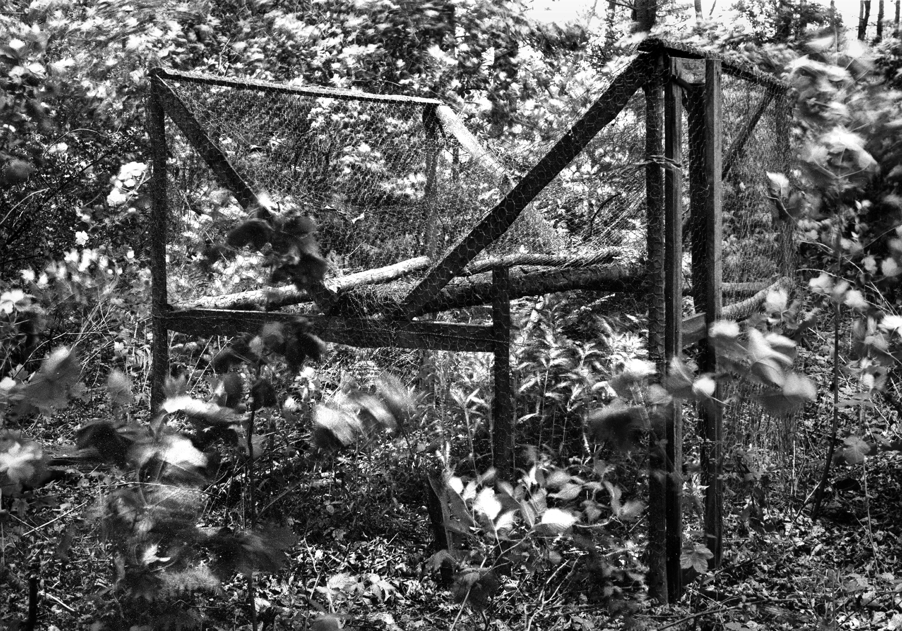 Crow Trap in Woods near Pheasant Lodge