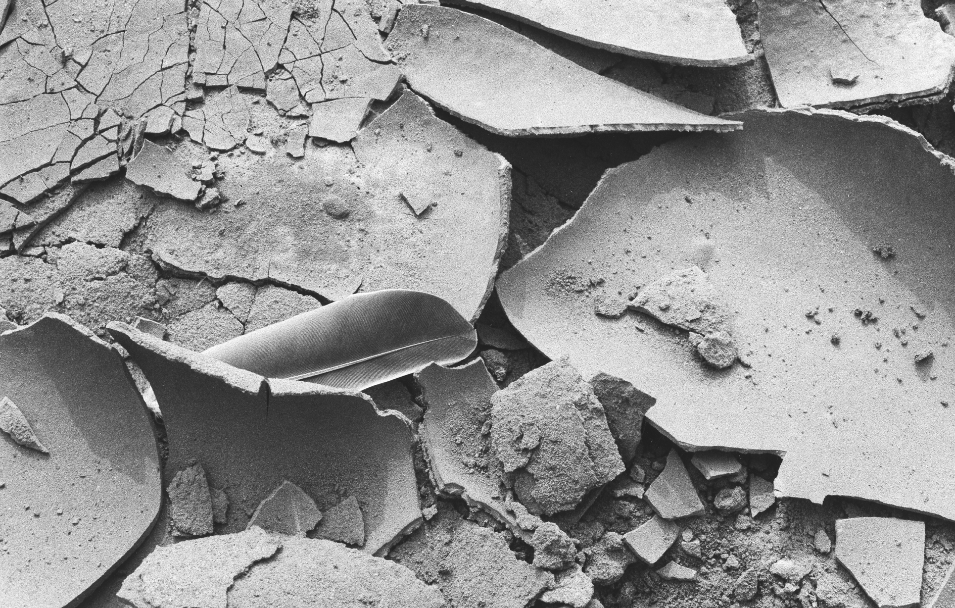 Feather and Dried Mud in Gravel Quarry