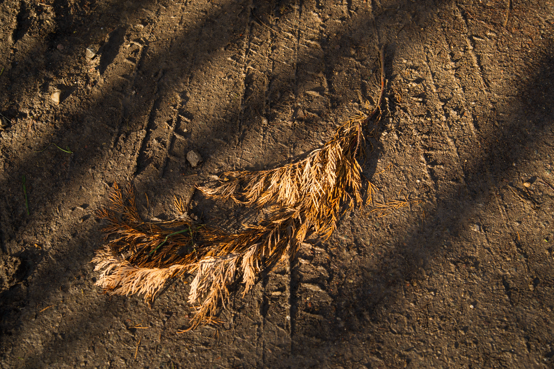 Branch and Tracks, Cliff Top Path, Radcliffe on Trent