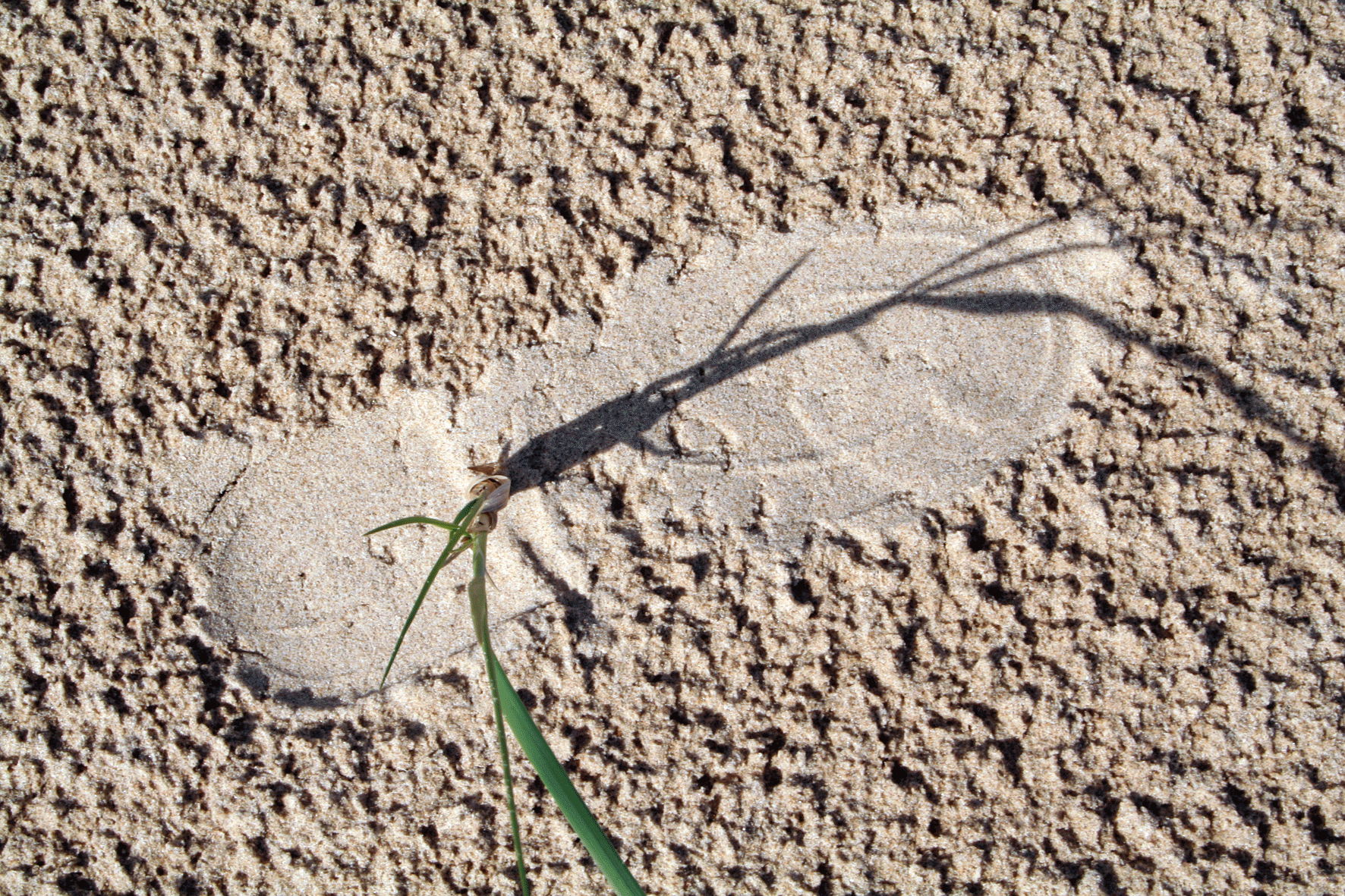 Reclaimed Footprint, Thornham