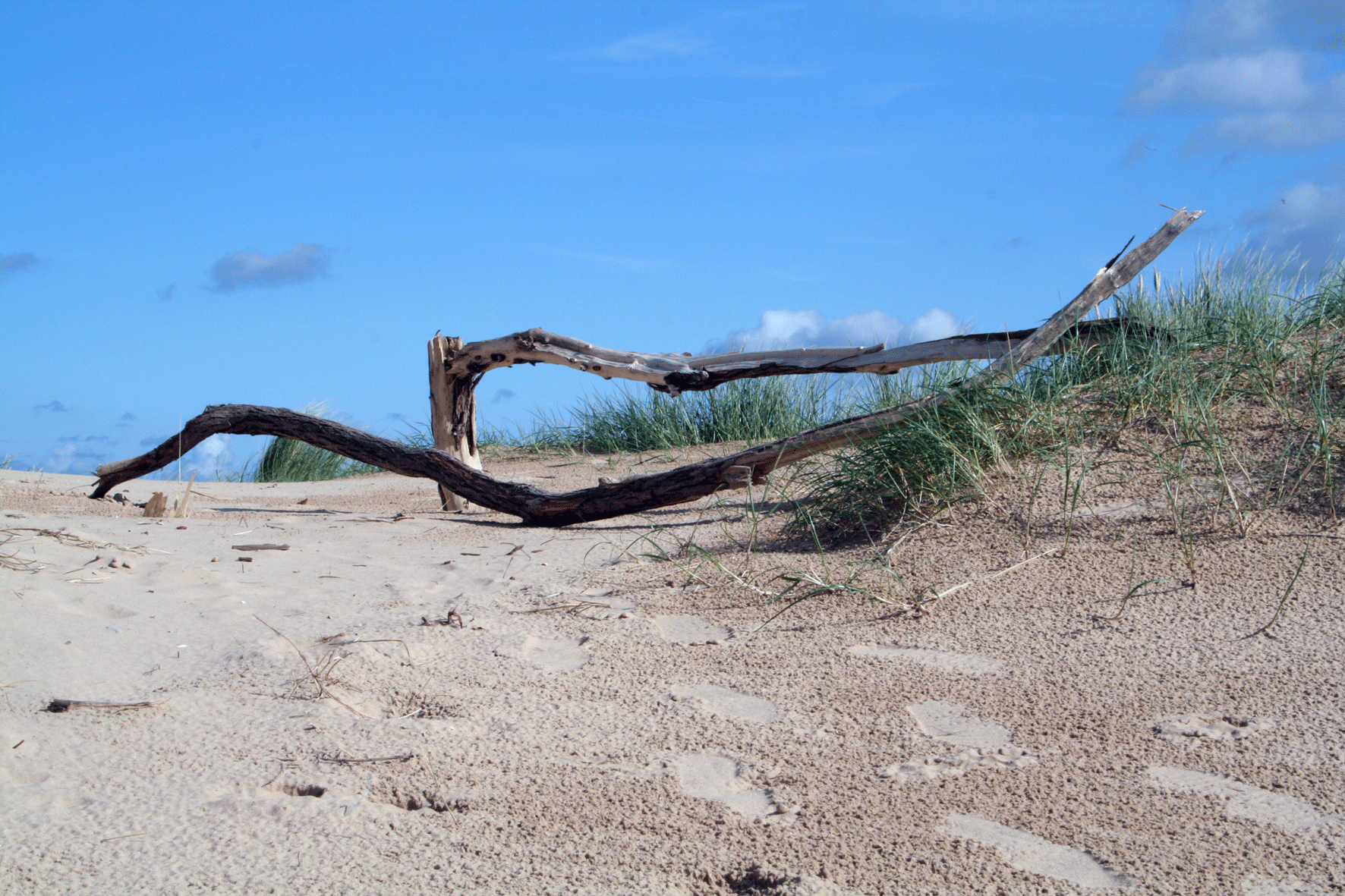 Driftwood, Wells Next The Sea