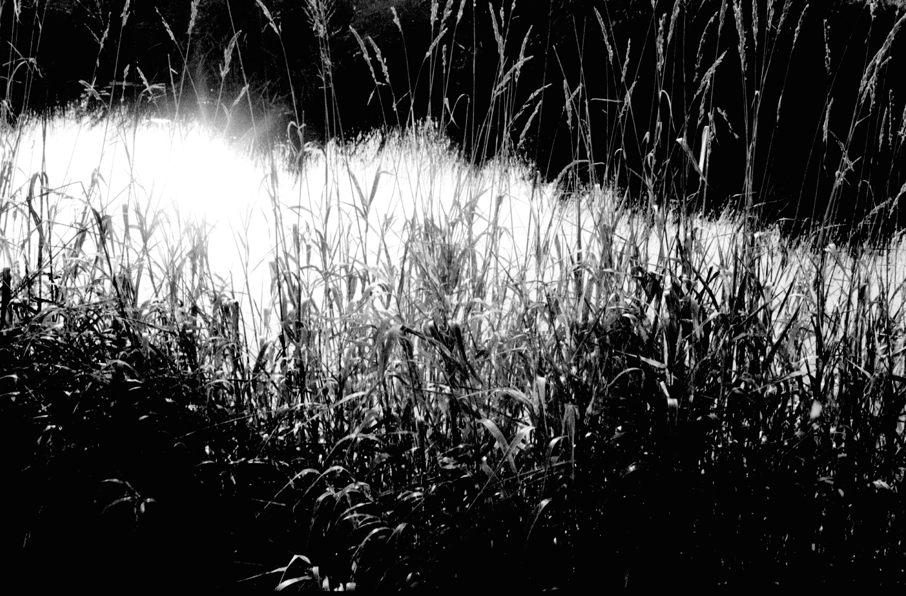 Plants, Light and Shadow